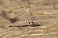 _MG_1384 Orthetrum coerulescens